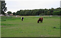 Ponies in field near Furze Wood, Kelvedon Hatch