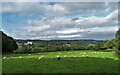 Sheep pasture above The Porter Valley