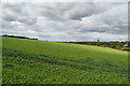 Crops near Badgers Mount