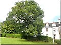 NN5201 : The Poker Tree, Aberfoyle by Eirian Evans