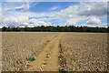 Path towards Widley Copse