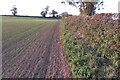 Footpath along the field edge