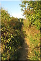 Footpath goes up the bank