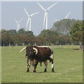 Bull at Eastfield Farm near Halsham