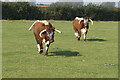 Cows at Eastfield Farm near Halsham