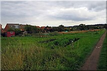 SK4922 : Shepshed Road Allotments east side by Andrew Tatlow