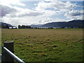 Grassland in Strath Dores