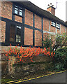 Chinese Lanterns (Physalis species) in Gerrard Street, Warwick