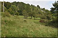 Wooded hillside above Cook