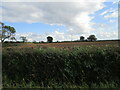 View over the hedge near Red Lodge