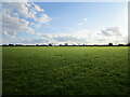 Grass field near Orton