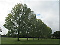 Line of trees by Lake Avenue, Kettering