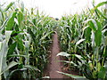 Path through field of maize