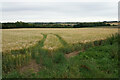 Field of barley near High Lodge Farm