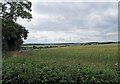 Fields west of Counthorpe Lane