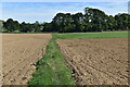 Grassy path between fields