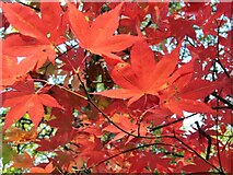 SU9941 : Winkworth - Autumn Reds by Colin Smith