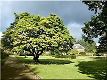 ST2885 : Magnolia  tree, Tredegar House Garden by Robin Drayton