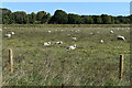 SU2239 : Sheep grazing by former Newton Tony Junction by David Martin