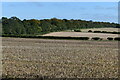 SU2340 : View across fields from Long Walk Plantation by David Martin