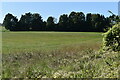 View across field toward Yew Tree Farm