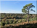 SU8937 : Hindhead - By the Shade of the Lonesome Pine by Colin Smith