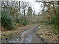 Path in Oxhey Wood