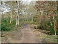 Path in Oxhey Wood