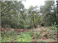 Overgrown track, Little Nomanshill Wood