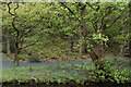 SE1839 : Bluebells, Field Wood by N Chadwick
