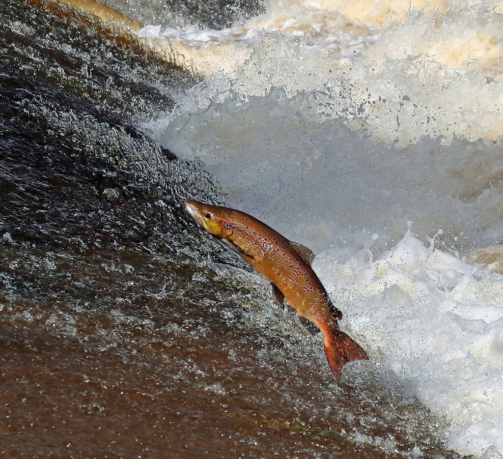 A jumping salmon at Philiphaugh near... © Walter Baxter :: Geograph ...
