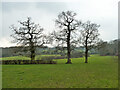 Trees near Pinnerwood Farm