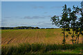 Conisbrough : Grassy Field