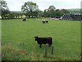 SK0252 : Longhorn cattle at Ladymeadows Farm by Christine Johnstone