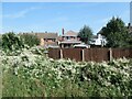 Russian vine along the railway line, Birstall