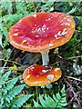 Fly agaric