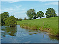 SJ9170 : Canalside pasture near Lyme Green in Cheshire by Roger  D Kidd