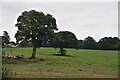 Trees in field