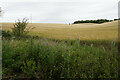 Barley field near Cobbler