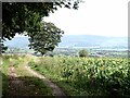 Field of beet below Ladyrigg Farm