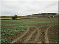 Field of oilseed rape