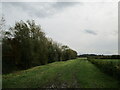 Grass track and trees by Old Beck