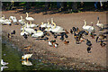 Doncaster : Lakeside Lake Waterfowl