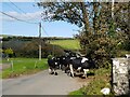 Endless stream of cattle, Rhodiad-y-Brenin