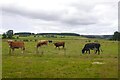 Cattle, Knockando