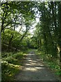 Tarka Trail in Vinney Copse