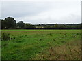 Grazing near Lower Grange Farm