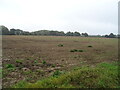 Farmland, Stibbard