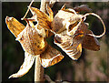 Foxglove (Digitalis purpurea)