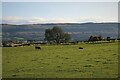 Pasture at Mains of Burnbank